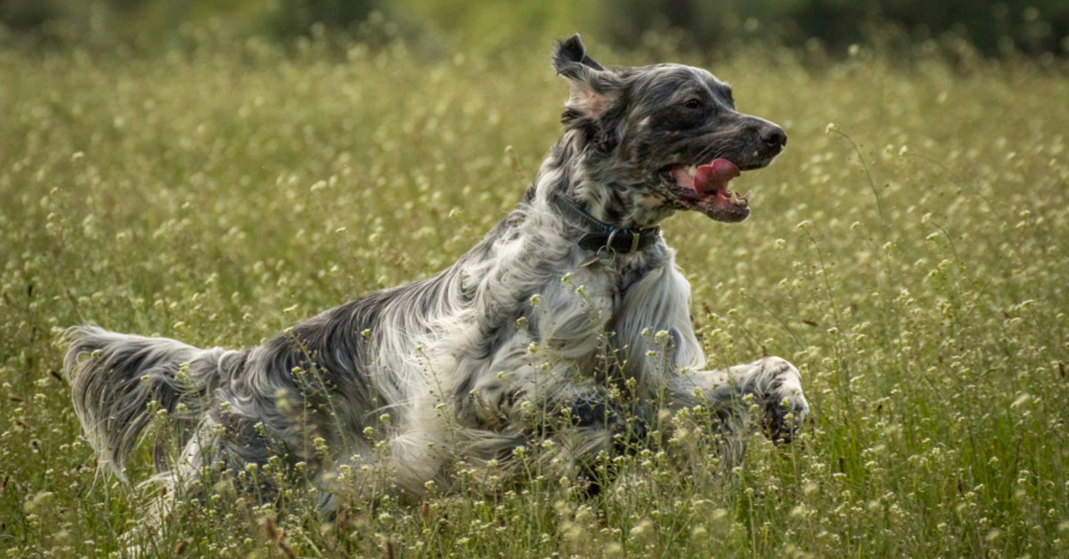 Come addestrare il cane in meno di una settimana e in casa: tutti i metodi