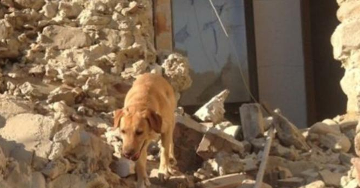 Addio a Moon, il Labrador eroe del terremoto di Amatrice che cercò i dispersi
