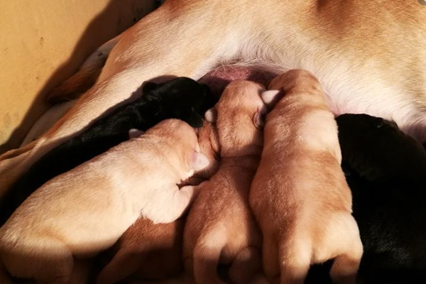 Labrador con i cuccioli