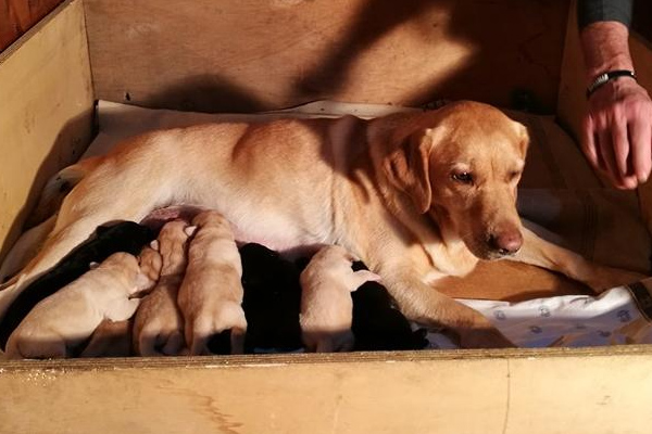 Labrador con i cuccioli