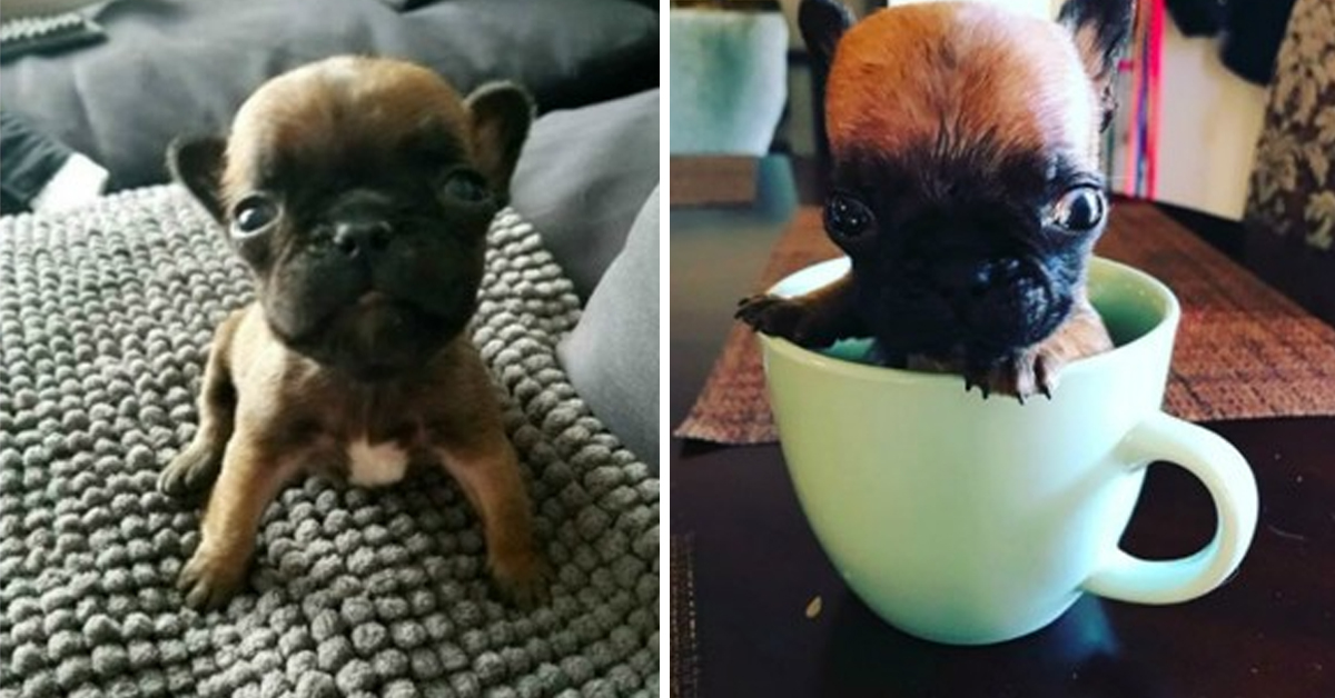 Auggie, il cucciolo di Bulldog abbandonato perché “troppo piccolo” (video)
