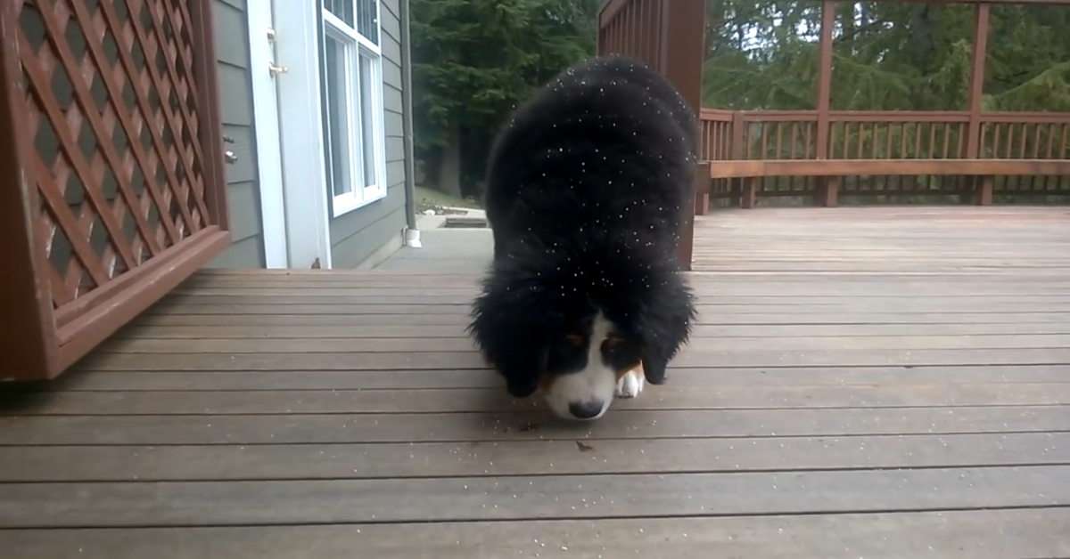 Un dolcissimo Bernese vede la neve per la prima volta (VIDEO)