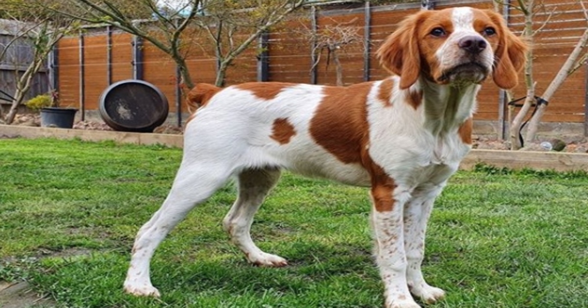 cagnolino che osserva