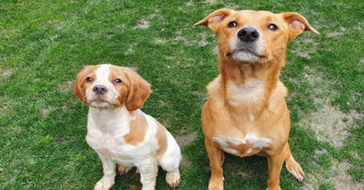 cagnolini che osservano