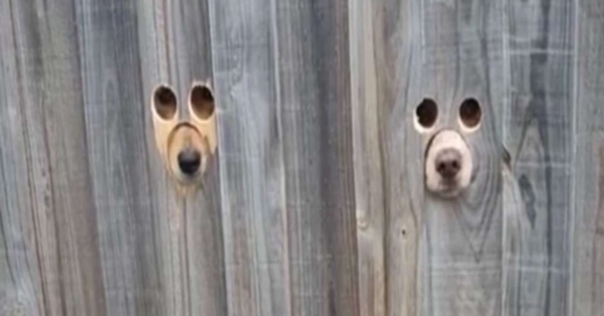 Billie e Seymour, i due cagnolini che spiano la loro mamma dallo spioncino