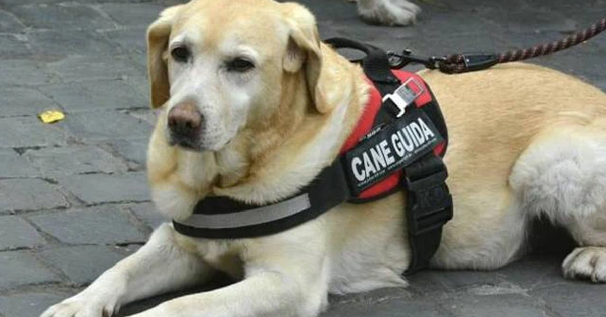 Bologna, cane guida salva la vita alla proprietaria ipovedente