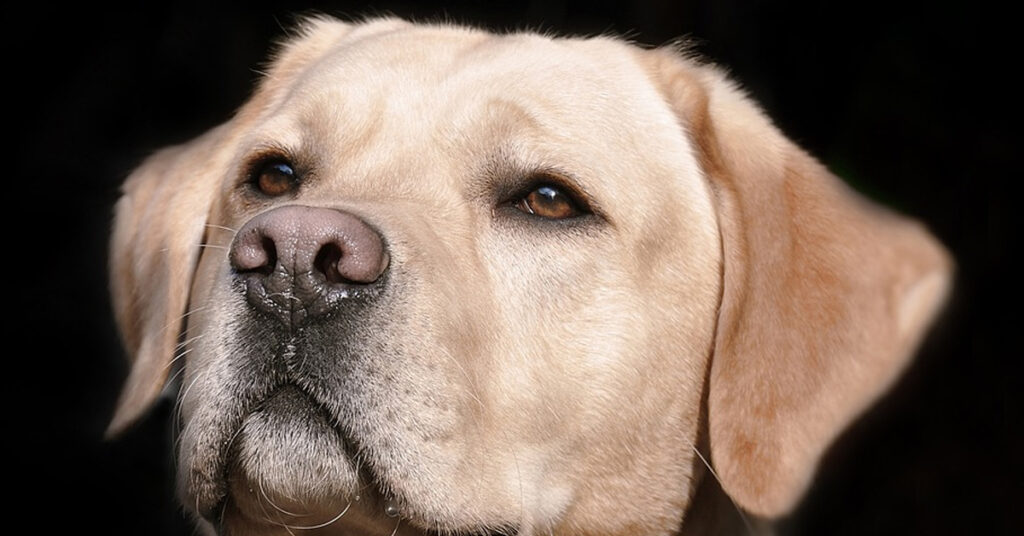 Cane che osserva