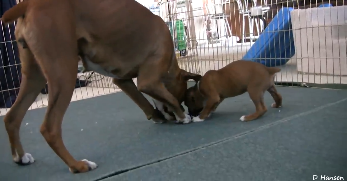 Una mamma Boxer gioca con i suoi cuccioli di sei settimane (VIDEO)