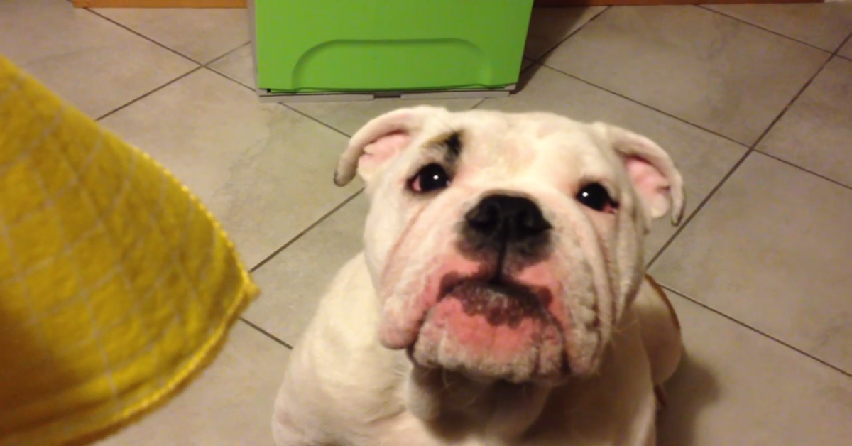 Questa dolcissima Bulldog Inglese Camilla parla con il padrone (VIDEO)