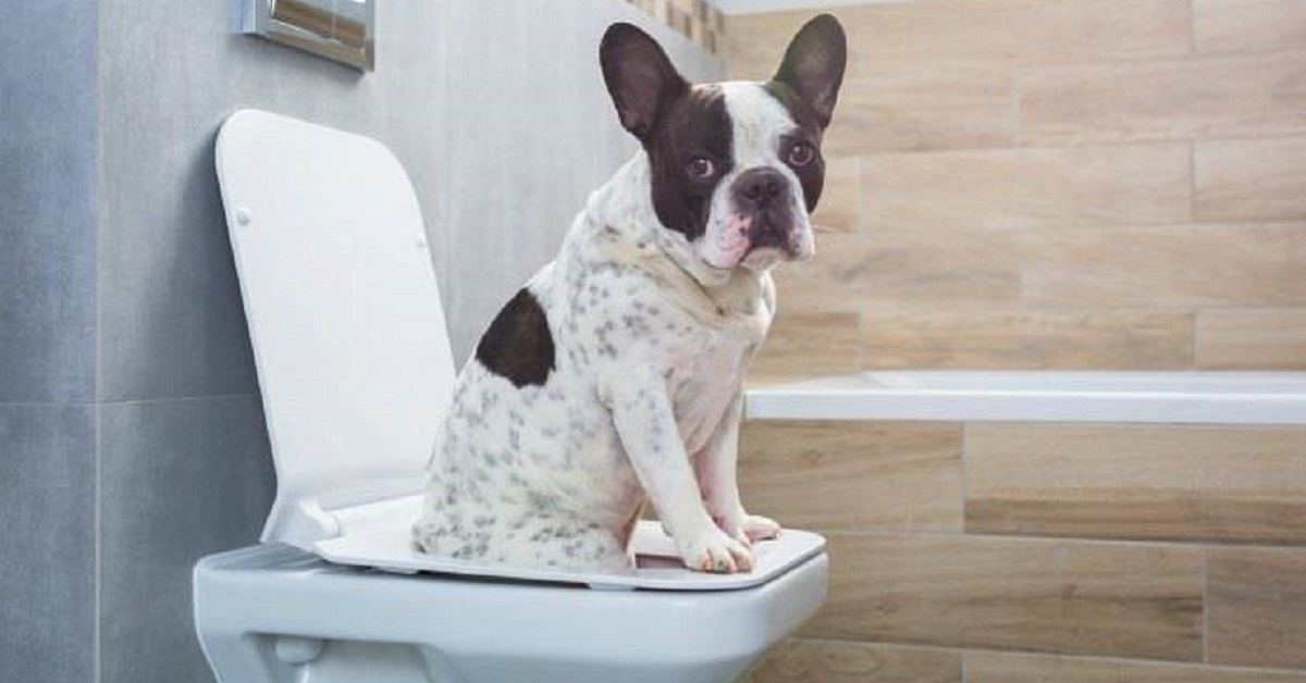 Cane fa la pipì sul wc