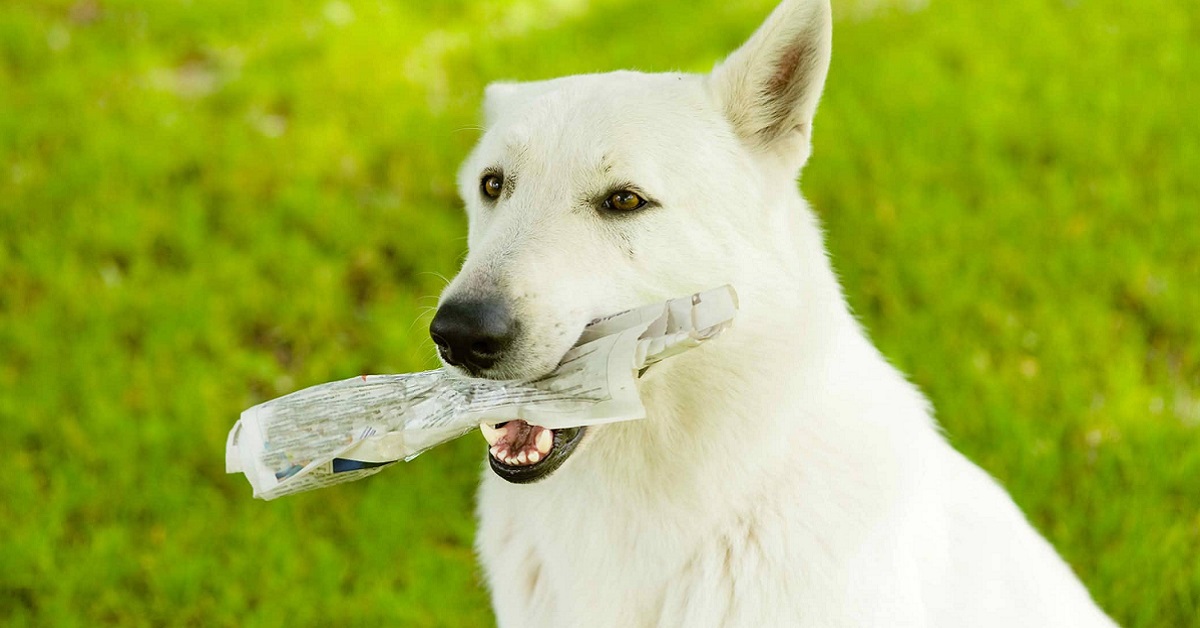 cane con quotidiano fra i denti