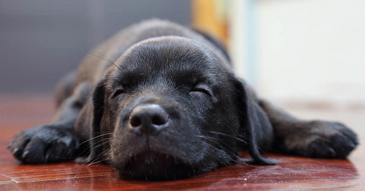 Cane si accuccia con la testa tra le zampe: che cosa vuole dirci?