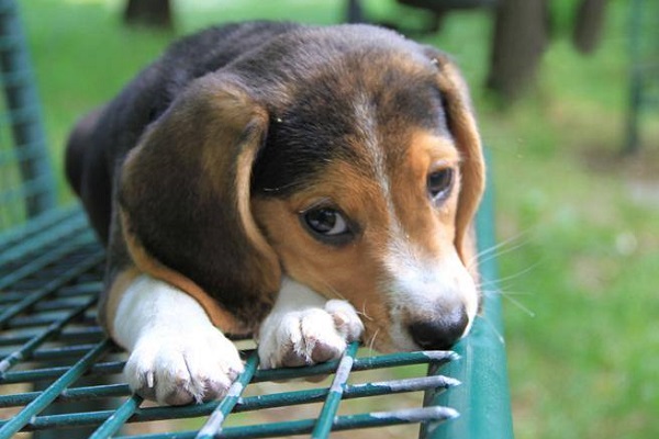 cane su una panchina