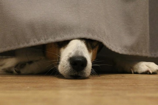 cane che si nasconde sotto il letto