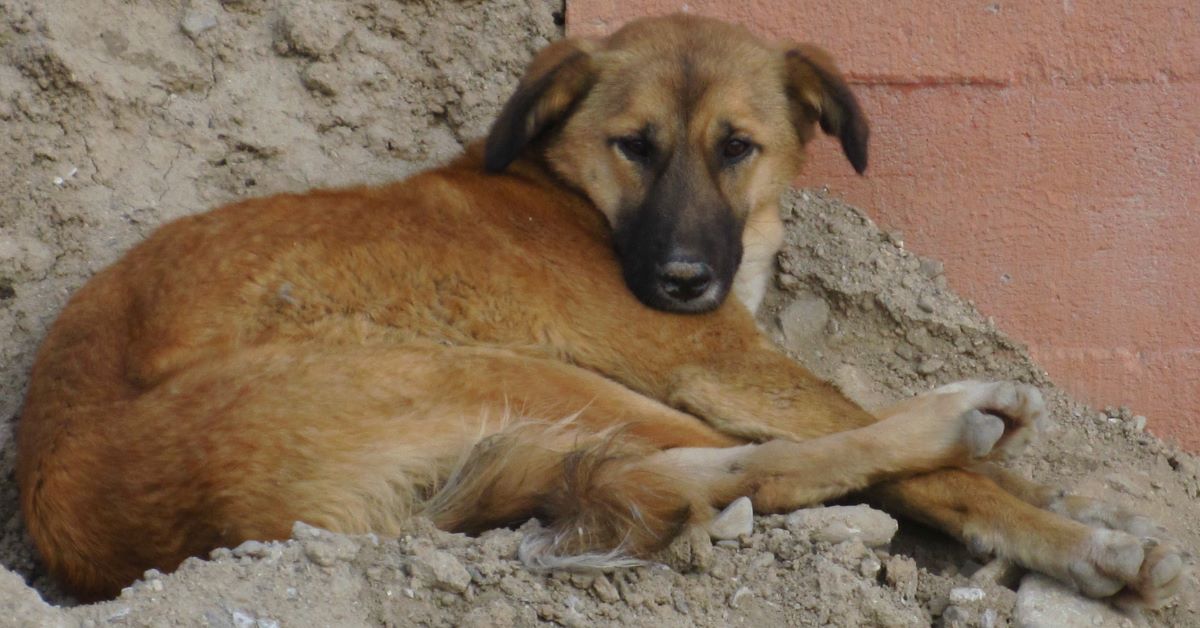 dove adottare un cane in umbria