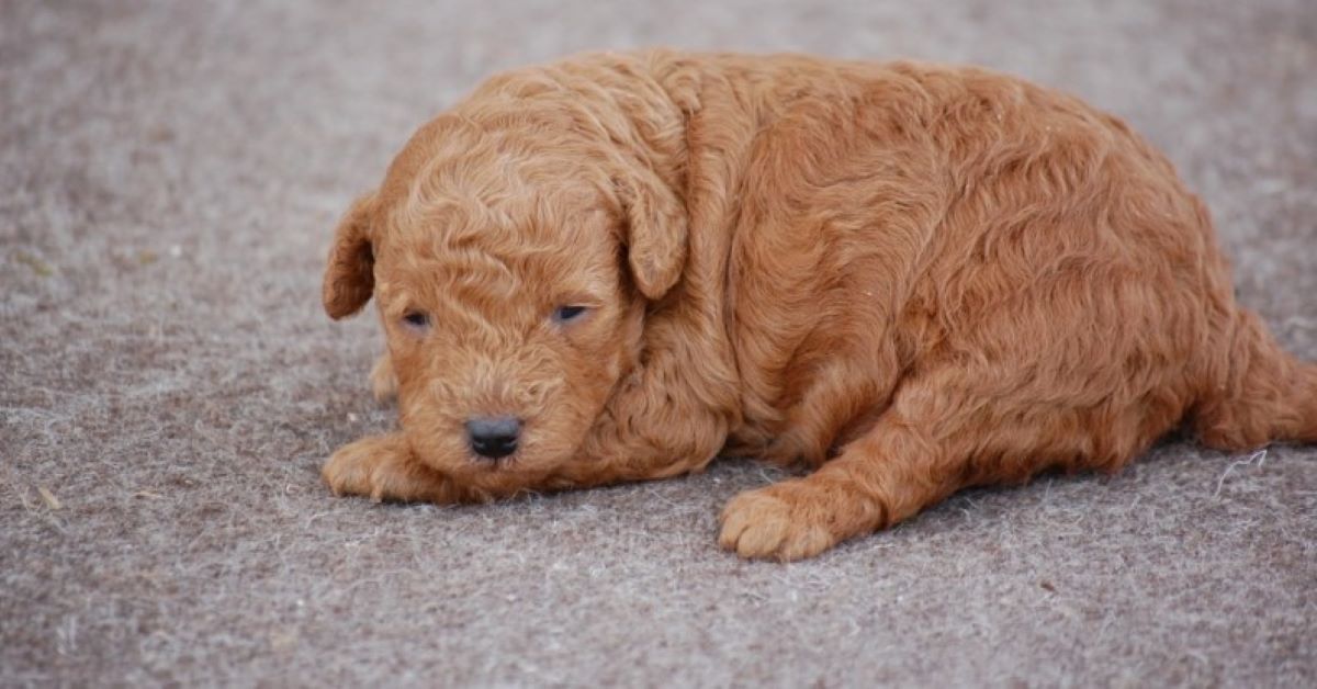 dove adottare un cane in umbria