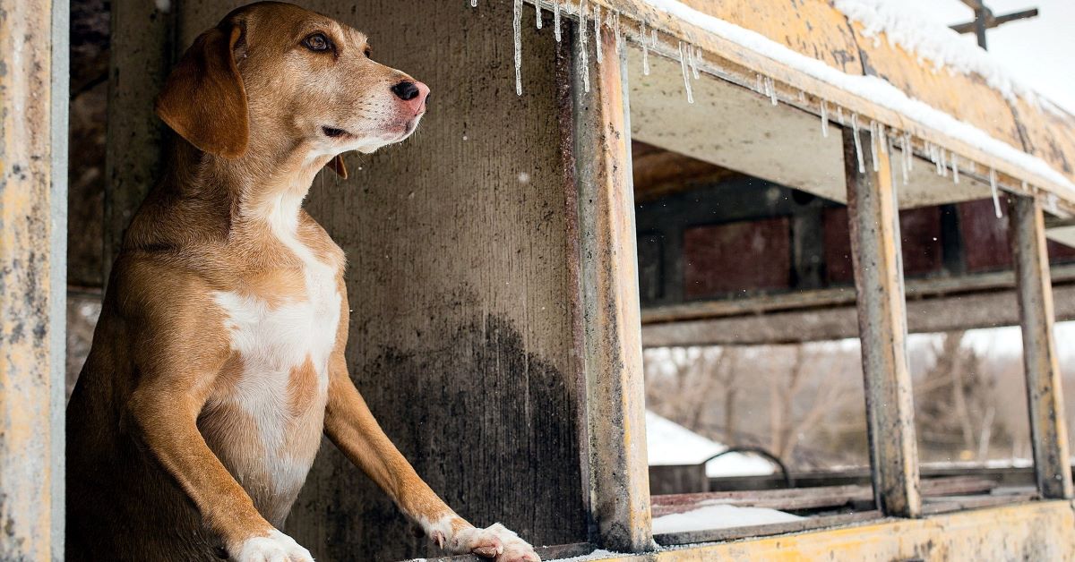 Cani, dove adottarli in Umbria: piccola guida