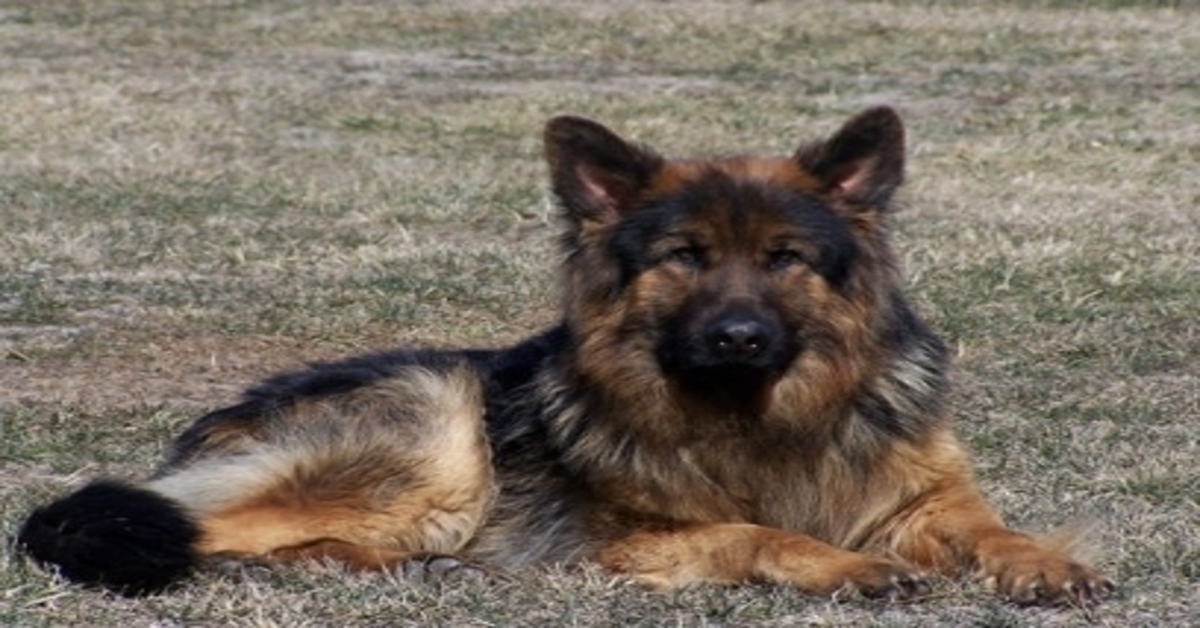 cane poliziotto che osserva