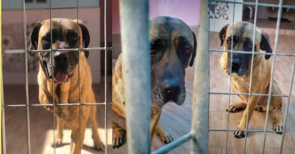 Progetto La Zampa Sul Cuore Trani : Ohana, dolcissima cucciolona da adottare