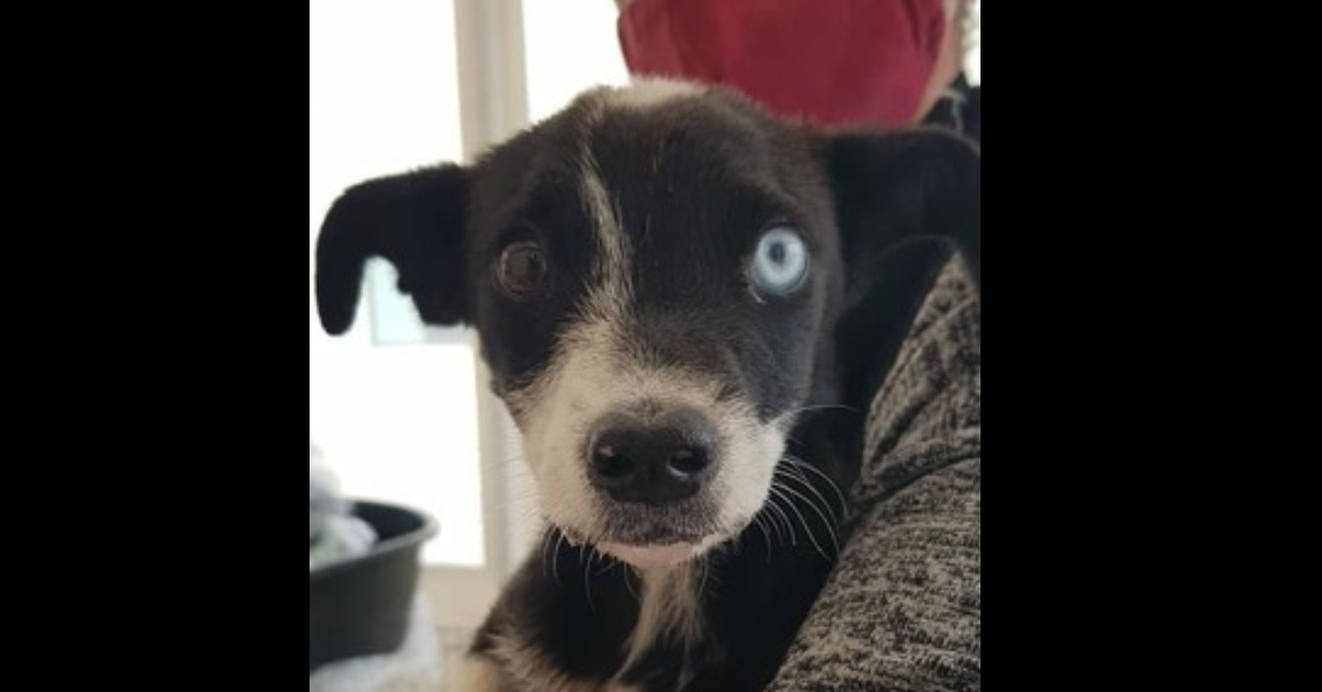 Anime Randagie di Bovalino: Cielo, una cagnolina da adottare