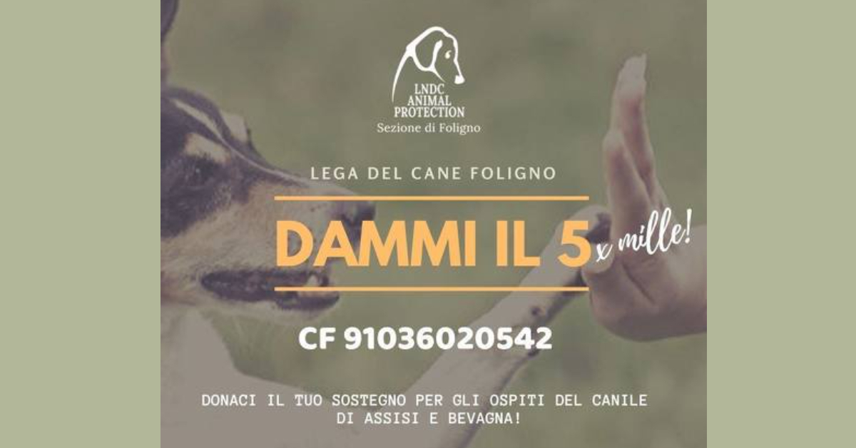 Manifesto lega del cane di Foligno 5 per mille