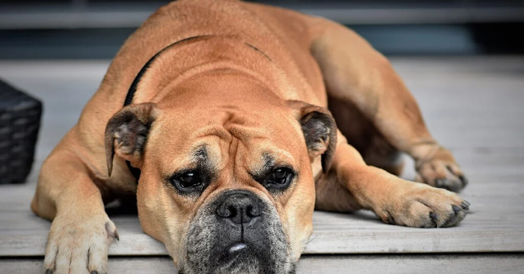 Cane sdraiato che guarda