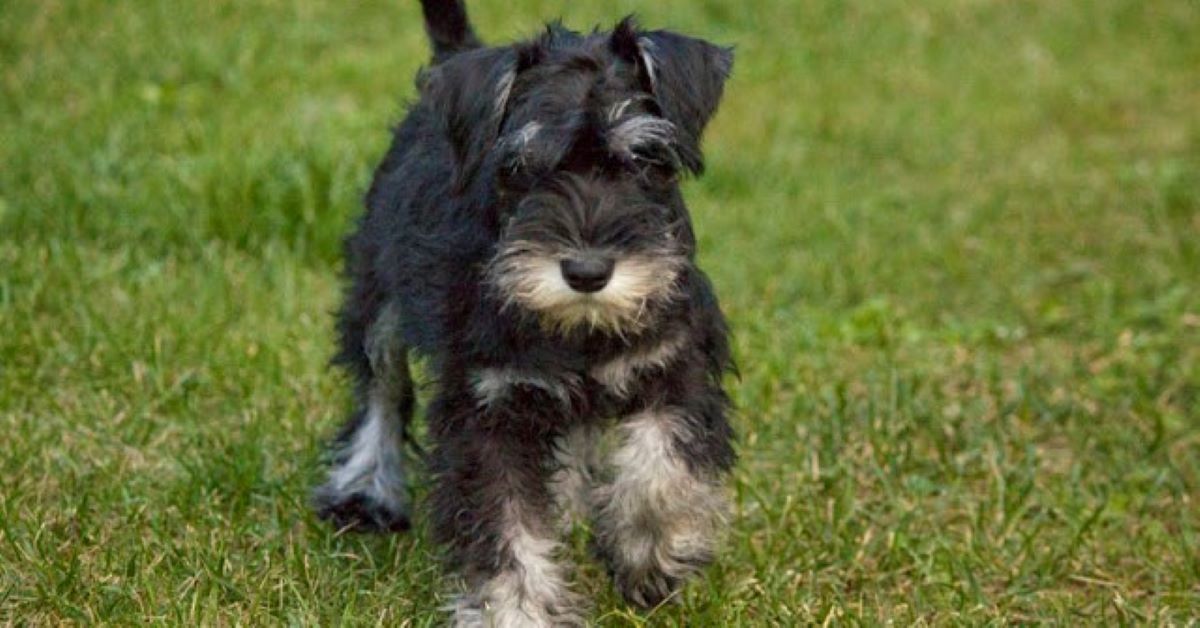 cuccioli di schnauzer originali