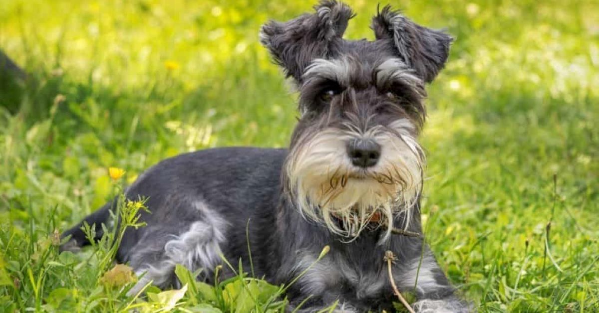 cucciolo di schnauzer