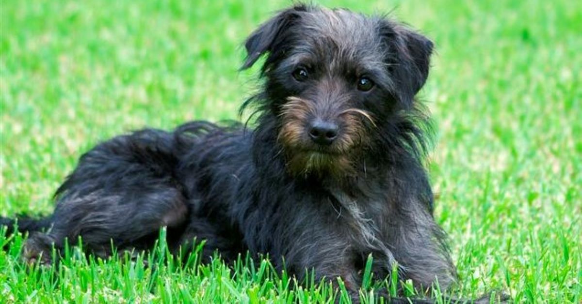 cuccioli di schnauzer originali 