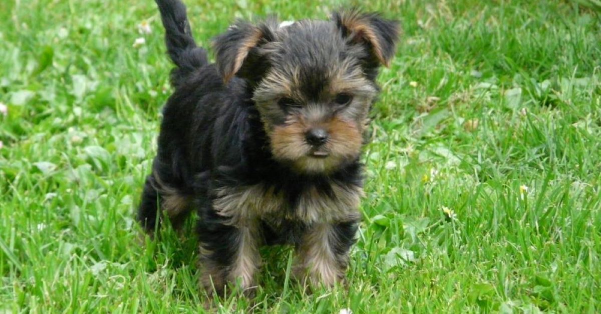 cucciolo schnauzer