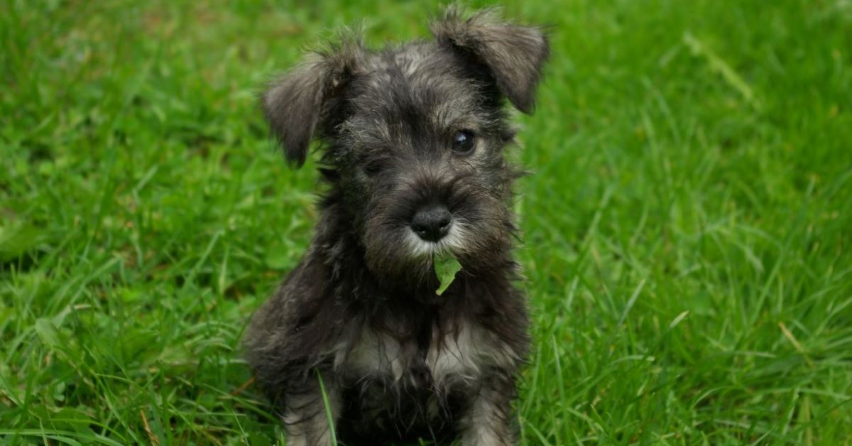 Cuccioli di Schnauzer originali, come riconoscerli? Ecco tutti i segni distintivi