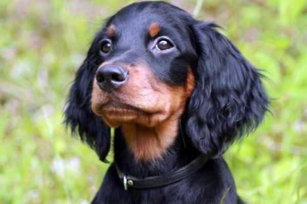 cuccioli di setter scozzese