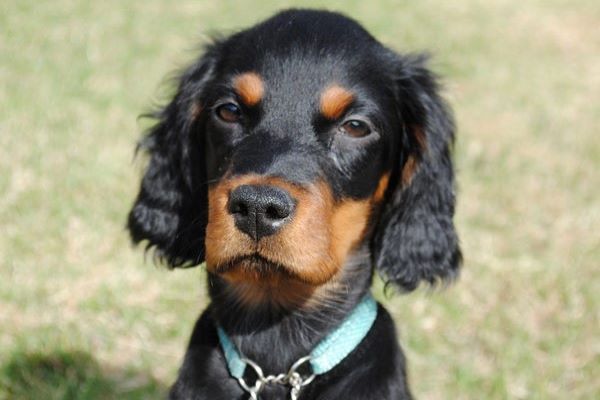 cagnolino piccolo