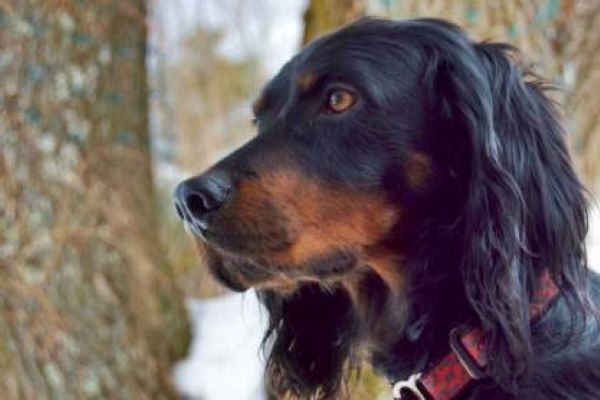 cuccioli di setter scozzese