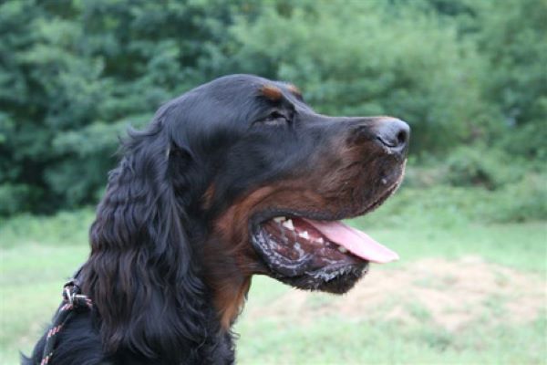 cuccioli di setter scozzese