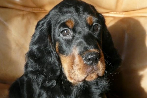 cuccioli di setter scozzese