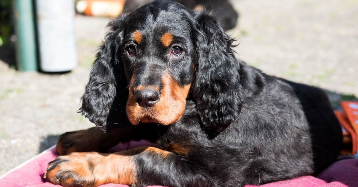 Cuccioli di Setter Scozzese: carattere, indole e cosa bisogna sapere su di loro