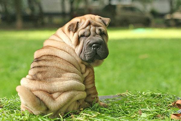 cuccioli di shar pei sono fragili