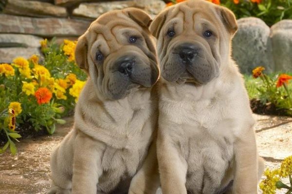 cuccioli di shar pei sono fragili