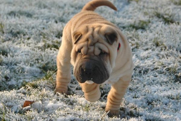 cagnolino cammina