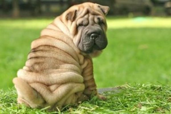 cucciolo shar pei