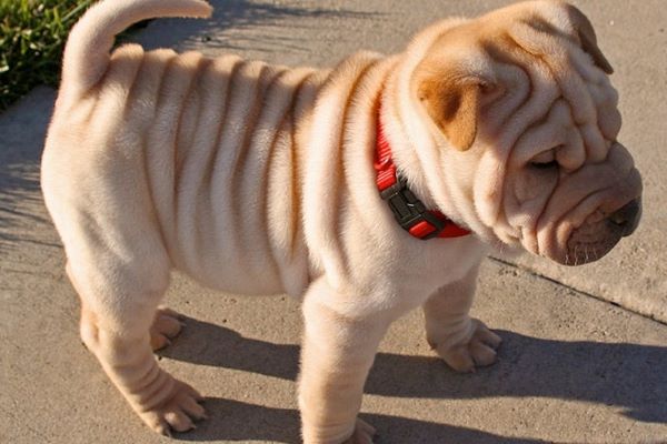 shar pei