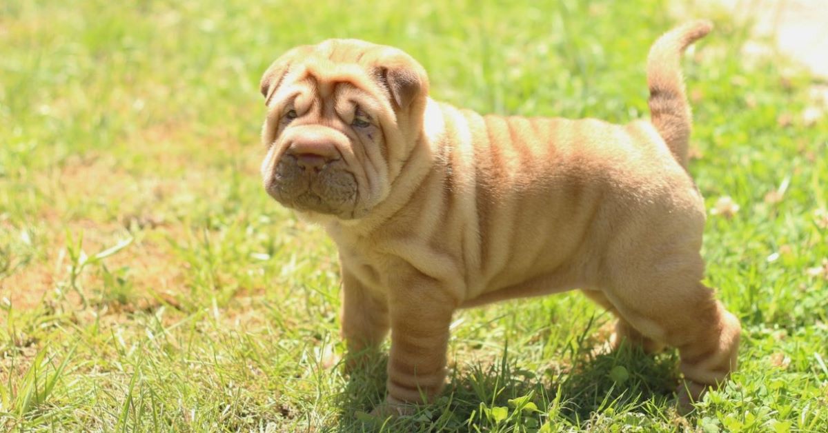 Cuccioli di Shar Pei, sono fragili? Ecco cosa sapere su di loro e sulla loro pelle