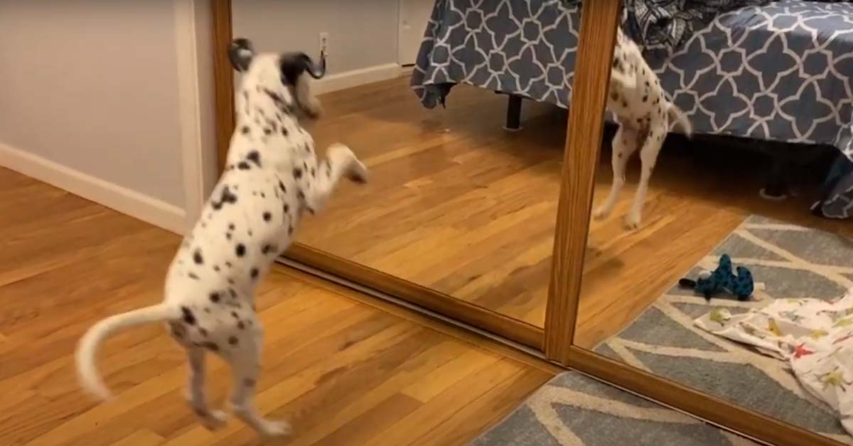 Cucciolo di Dalmata “affronta” il suo riflesso allo specchio (video)