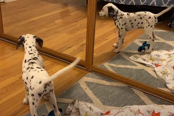 Cucciolo di Dalmata si guarda allo specchio