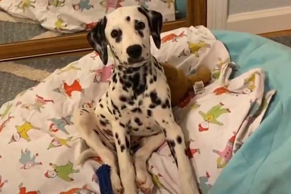 Cucciolo di Dalmata che osserva