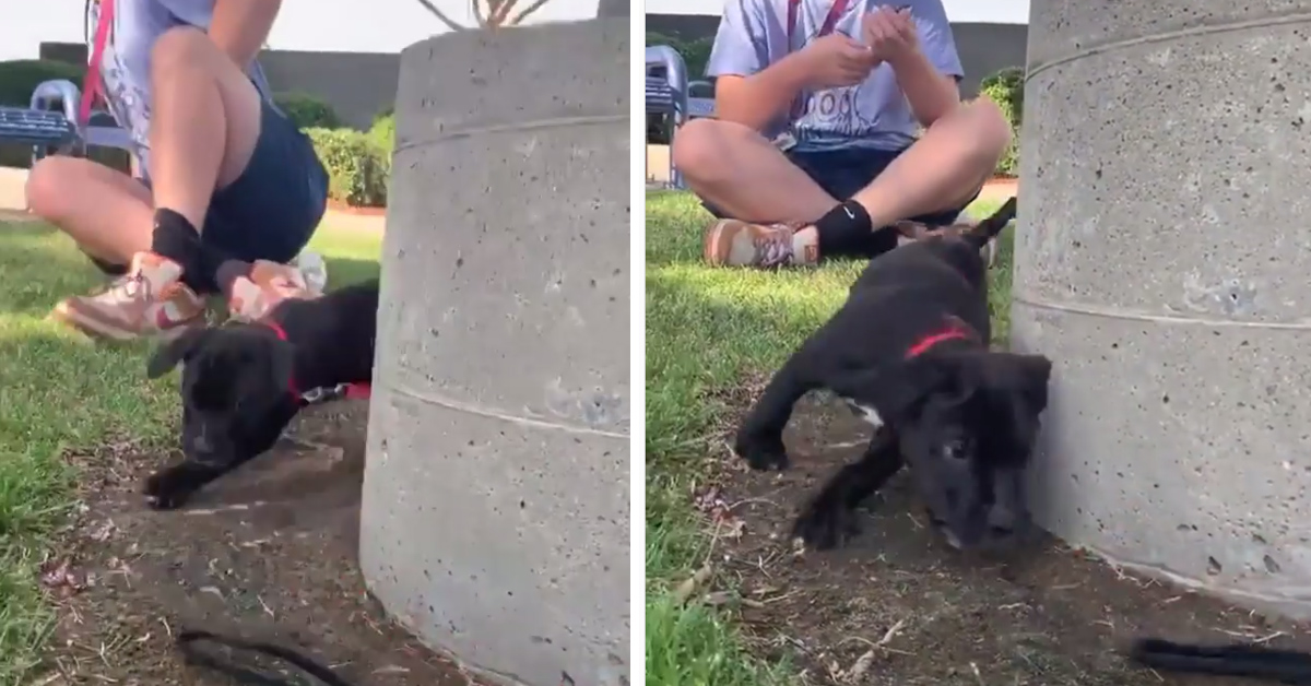 Cucciolo di Labrador rincorre il suo stesso guinzaglio e il video diventa virale