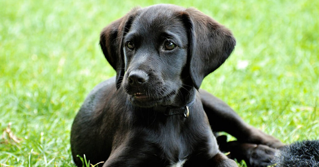 Cucciolo di Labrador che osserva