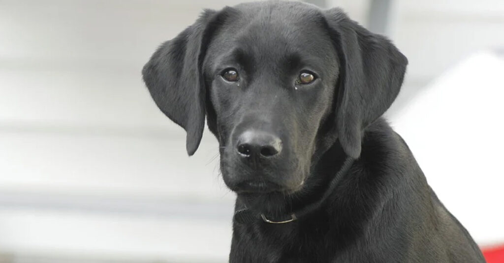 Cucciolo di Labrador che osserva