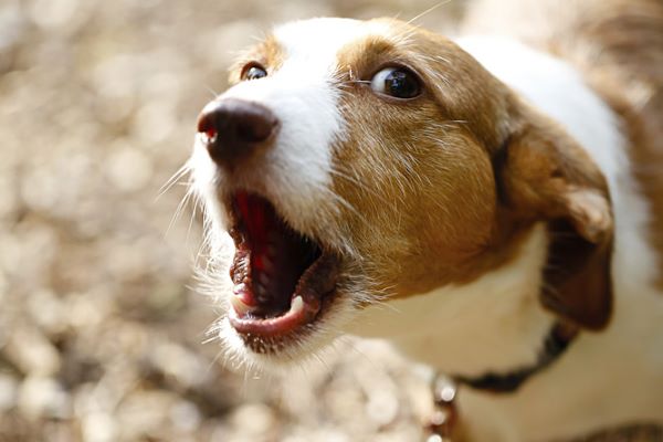 cucciolo di cane piange nel sonno